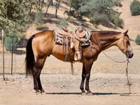 Hengst, Quarter Horse — Foto 6