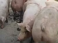Boar, Pigs — photo 6