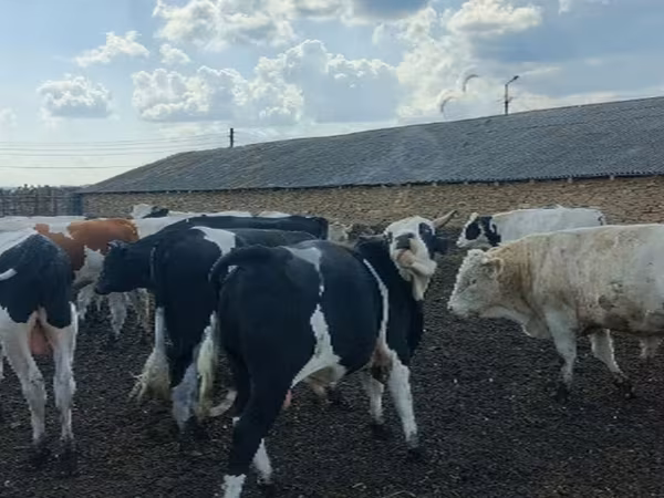 ثور, Russian Black pied cattle