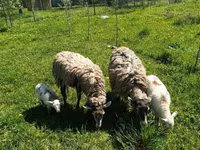 Ram, Katum sheep — photo 3