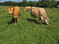 गाय, जर्सी नस्ल — फ़ोटो 2