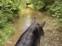 Yegua, Przewalski's horse — foto 4