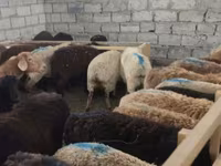 ცხვარი, ცხვრები — ფოტო 2