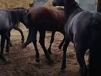 ცხენი, Horse breed — ფოტო 6