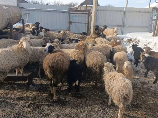 نعجة, Romanov sheep