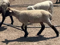 मेढ़ा, Hampshire sheep — फ़ोटो 3