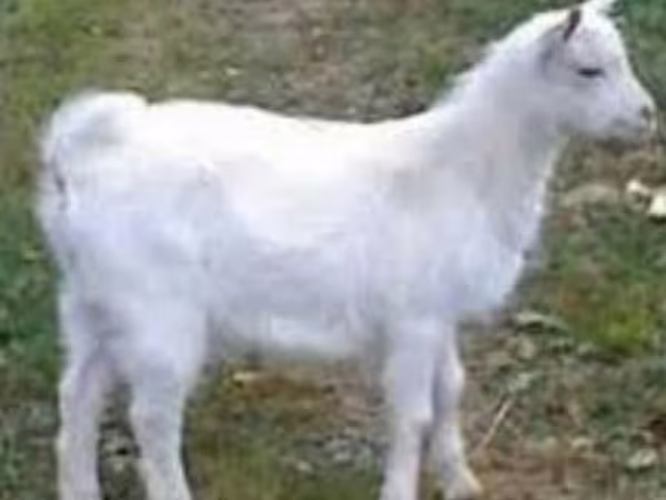 बकरा, Saanen goat
