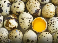 Chickens — फ़ोटो 1