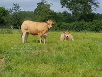 Cow, Cast cow — photo 2