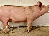母猪, Pigs — 照片 6