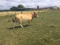 Vaca, Partenaise cattle — foto 3