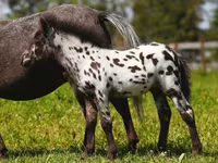 Stute, American shetland pony — Foto 7