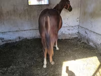 Horse (M), Thoroughbred horse — photo 1