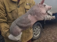 Eber, Schweine — Foto 7