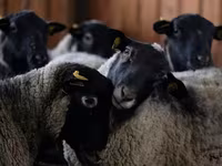 كبش, Edilbay sheep — الصورة 7
