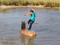 公马, Gypsy horse — 照片 3