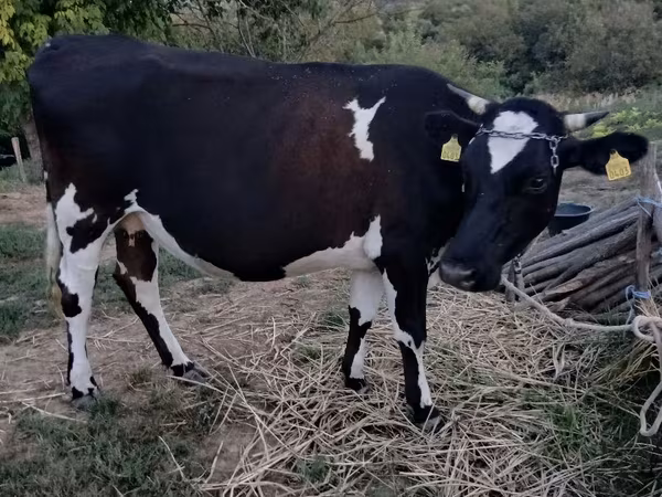 母牛, Holstein breed