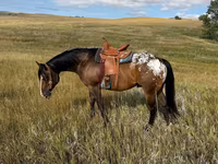 ცხენი, Horses of Sable Island — ფოტო 3
