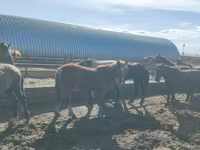 ცხენი, Horse breed — ფოტო 3