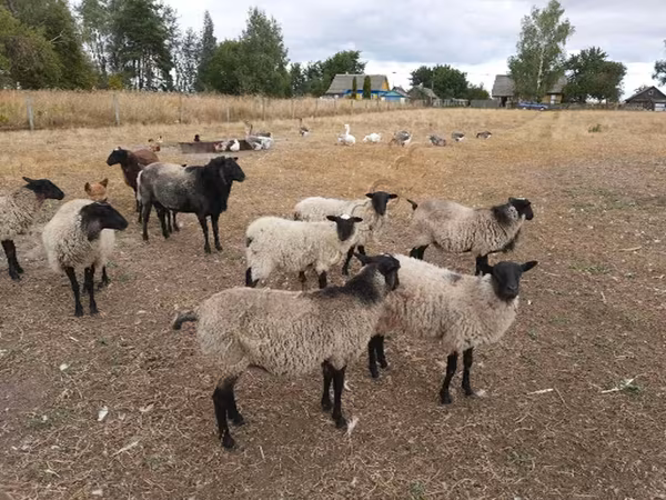 نعجة, Romanov sheep
