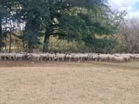 Sheep, Baerchuke sheep — photo 1