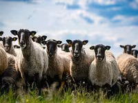 मेढ़ा, Hissar sheep — फ़ोटो 1