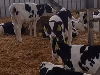 公牛, Holstein breed — 照片 5