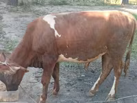 ثور, الماشية — الصورة 8
