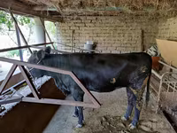 गाय, मवेशी — फ़ोटो 3