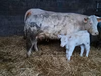 ثور, Charolais cattle — الصورة 4