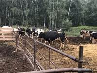 Vaca, Raza Holstein — foto 2