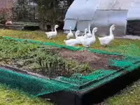 Geese — फ़ोटो 2