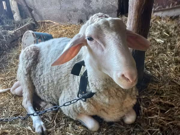 كبش, Awassi sheep