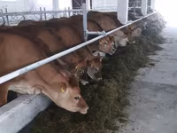 गाय, Russian Black pied cattle — फ़ोटो 7