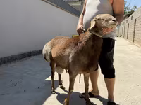 ვერძი, Arashan sheep — ფოტო 1