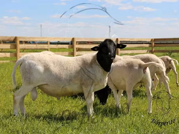 Ram, Dorper sheep — Russia