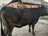 母牛, Cattle — 照片 5
