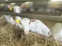 თხა, Saanen goat — ფოტო 6