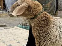 भेड़, Arashan sheep — फ़ोटो 8