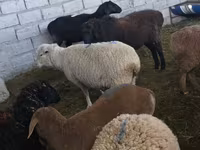 Овца, Тянь-шань полутонкорунная овца — фото 4