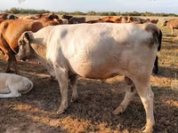Cow, Montbéliarde — photo 4