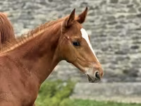Caballo, Anglo-Arabian — foto 1