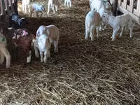 Schaf, Awassi sheep — Foto 4