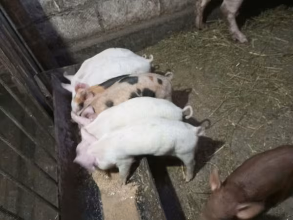 Eber, Schweine
