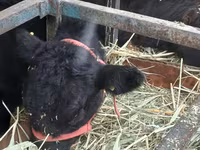 Bulle, Aberdeen-Angus — Foto 2