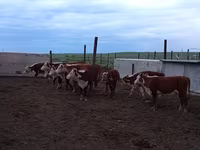Vaca, Vaca kazaja de cabeza blanca — foto 3
