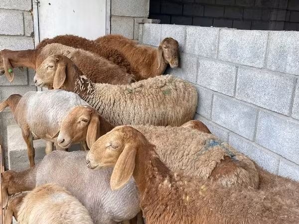 Oveja, Ovejas