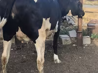 Kuh, Russian Black pied cattle — Foto 4