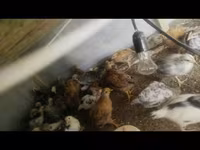 Chickens — फ़ोटो 1