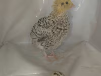 Quails — ფოტო 6